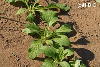 http://mpdb.nibiohn.go.jp/CONTENTS_ROOT/PLANT_PHOTO_DATA/PHOTO_FILE/thumbnail/1220.jpg