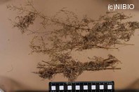 http://mpdb.nibiohn.go.jp/CONTENTS_ROOT/PLANT_PHOTO_DATA/PHOTO_FILE/thumbnail/1268.jpg