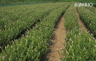 http://mpdb.nibiohn.go.jp/CONTENTS_ROOT/PLANT_PHOTO_DATA/PHOTO_FILE/thumbnail/538.jpg