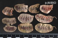 http://mpdb.nibiohn.go.jp/CONTENTS_ROOT/PLANT_PHOTO_DATA/PHOTO_FILE/thumbnail/562.jpg