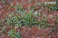 http://mpdb.nibiohn.go.jp/CONTENTS_ROOT/PLANT_PHOTO_DATA/PHOTO_FILE/thumbnail/575.jpg