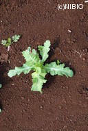 http://mpdb.nibiohn.go.jp/CONTENTS_ROOT/PLANT_PHOTO_DATA/PHOTO_FILE/thumbnail/1029.jpg