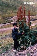 http://mpdb.nibiohn.go.jp/CONTENTS_ROOT/PLANT_PHOTO_DATA/PHOTO_FILE/thumbnail/613.jpg
