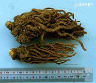 http://mpdb.nibiohn.go.jp/CONTENTS_ROOT/PLANT_PHOTO_DATA/PHOTO_FILE/thumbnail/633.jpg