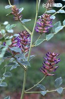 http://mpdb.nibiohn.go.jp/CONTENTS_ROOT/PLANT_PHOTO_DATA/PHOTO_FILE/thumbnail/187.jpg
