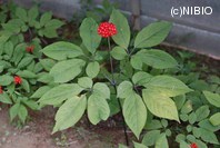 http://mpdb.nibiohn.go.jp/CONTENTS_ROOT/PLANT_PHOTO_DATA/PHOTO_FILE/thumbnail/662.jpg