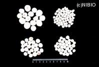 http://mpdb.nibiohn.go.jp/CONTENTS_ROOT/PLANT_PHOTO_DATA/PHOTO_FILE/thumbnail/680.jpg