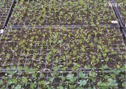http://mpdb.nibiohn.go.jp/CONTENTS_ROOT/CULTIVATION_PHOTO_DATA/PHOTO_FILE/thumbnail/290.jpg