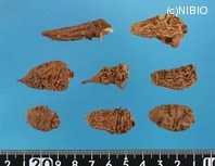 http://mpdb.nibiohn.go.jp/CONTENTS_ROOT/PLANT_PHOTO_DATA/PHOTO_FILE/thumbnail/960.jpg