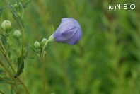 http://mpdb.nibiohn.go.jp/CONTENTS_ROOT/PLANT_PHOTO_DATA/PHOTO_FILE/thumbnail/214.jpg