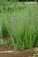 http://mpdb.nibiohn.go.jp/CONTENTS_ROOT/PLANT_PHOTO_DATA/PHOTO_FILE/thumbnail/215.jpg