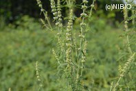 http://mpdb.nibiohn.go.jp/CONTENTS_ROOT/PLANT_PHOTO_DATA/PHOTO_FILE/thumbnail/236.jpg