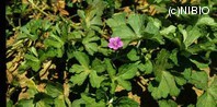 http://mpdb.nibiohn.go.jp/CONTENTS_ROOT/PLANT_PHOTO_DATA/PHOTO_FILE/thumbnail/271.jpg