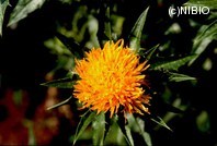 http://mpdb.nibiohn.go.jp/CONTENTS_ROOT/PLANT_PHOTO_DATA/PHOTO_FILE/thumbnail/289.jpg