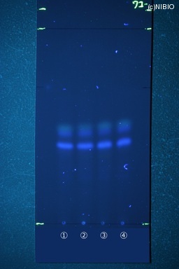 http://mpdb.nibiohn.go.jp/CONTENTS_ROOT/JP_IDENTIFICATION_PHOTO_DATA/JP_IDENTIFICATION_PHOTO_FILE/thumbnail/498.JPG