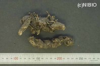 http://mpdb.nibiohn.go.jp/CONTENTS_ROOT/PLANT_PHOTO_DATA/PHOTO_FILE/thumbnail/517.jpg