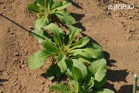http://mpdb.nibiohn.go.jp/CONTENTS_ROOT/PLANT_PHOTO_DATA/PHOTO_FILE/thumbnail/1221.jpg