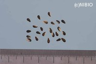http://mpdb.nibiohn.go.jp/CONTENTS_ROOT/PLANT_PHOTO_DATA/PHOTO_FILE/thumbnail/539.jpg