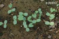 http://mpdb.nibiohn.go.jp/CONTENTS_ROOT/PLANT_PHOTO_DATA/PHOTO_FILE/thumbnail/563.jpg