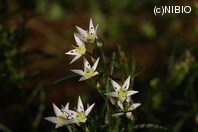 http://mpdb.nibiohn.go.jp/CONTENTS_ROOT/PLANT_PHOTO_DATA/PHOTO_FILE/thumbnail/577.jpg