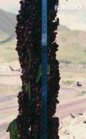http://mpdb.nibiohn.go.jp/CONTENTS_ROOT/PLANT_PHOTO_DATA/PHOTO_FILE/thumbnail/614.jpg