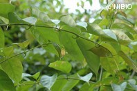http://mpdb.nibiohn.go.jp/CONTENTS_ROOT/PLANT_PHOTO_DATA/PHOTO_FILE/thumbnail/828.jpg