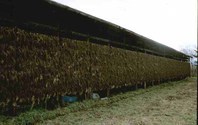 http://mpdb.nibiohn.go.jp/CONTENTS_ROOT/PLANT_PHOTO_DATA/PHOTO_FILE/thumbnail/634.jpg