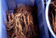 http://mpdb.nibiohn.go.jp/CONTENTS_ROOT/PLANT_PHOTO_DATA/PHOTO_FILE/thumbnail/663.jpg