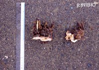 http://mpdb.nibiohn.go.jp/CONTENTS_ROOT/PLANT_PHOTO_DATA/PHOTO_FILE/thumbnail/702.jpg