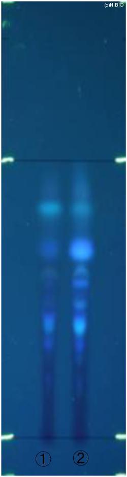 http://mpdb.nibiohn.go.jp/CONTENTS_ROOT/JP_IDENTIFICATION_PHOTO_DATA/JP_IDENTIFICATION_PHOTO_FILE/thumbnail/603.jpg