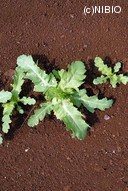 http://mpdb.nibiohn.go.jp/CONTENTS_ROOT/PLANT_PHOTO_DATA/PHOTO_FILE/thumbnail/1030.jpg