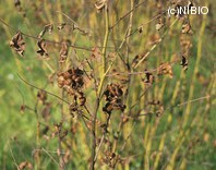 http://mpdb.nibiohn.go.jp/CONTENTS_ROOT/PLANT_PHOTO_DATA/PHOTO_FILE/thumbnail/188.jpg
