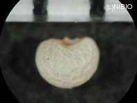 http://mpdb.nibiohn.go.jp/CONTENTS_ROOT/PLANT_PHOTO_DATA/PHOTO_FILE/thumbnail/1031.jpg