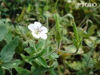 http://mpdb.nibiohn.go.jp/CONTENTS_ROOT/PLANT_PHOTO_DATA/PHOTO_FILE/thumbnail/272.jpg