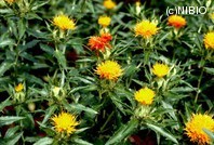 http://mpdb.nibiohn.go.jp/CONTENTS_ROOT/PLANT_PHOTO_DATA/PHOTO_FILE/thumbnail/290.jpg