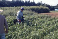 http://mpdb.nibiohn.go.jp/CONTENTS_ROOT/PLANT_PHOTO_DATA/PHOTO_FILE/thumbnail/318.jpg