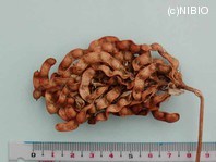 http://mpdb.nibiohn.go.jp/CONTENTS_ROOT/PLANT_PHOTO_DATA/PHOTO_FILE/thumbnail/189.jpg