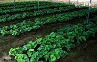 http://mpdb.nibiohn.go.jp/CONTENTS_ROOT/PLANT_PHOTO_DATA/PHOTO_FILE/thumbnail/361.jpg