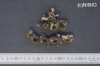 http://mpdb.nibiohn.go.jp/CONTENTS_ROOT/PLANT_PHOTO_DATA/PHOTO_FILE/thumbnail/518.jpg