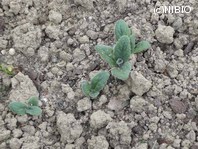 http://mpdb.nibiohn.go.jp/CONTENTS_ROOT/PLANT_PHOTO_DATA/PHOTO_FILE/thumbnail/443.jpg