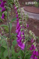 http://mpdb.nibiohn.go.jp/CONTENTS_ROOT/PLANT_PHOTO_DATA/PHOTO_FILE/thumbnail/1222.jpg