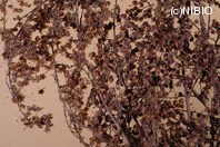 http://mpdb.nibiohn.go.jp/CONTENTS_ROOT/PLANT_PHOTO_DATA/PHOTO_FILE/thumbnail/1270.jpg