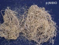 http://mpdb.nibiohn.go.jp/CONTENTS_ROOT/PLANT_PHOTO_DATA/PHOTO_FILE/thumbnail/540.jpg