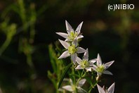 http://mpdb.nibiohn.go.jp/CONTENTS_ROOT/PLANT_PHOTO_DATA/PHOTO_FILE/thumbnail/578.jpg