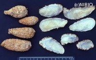 http://mpdb.nibiohn.go.jp/CONTENTS_ROOT/PLANT_PHOTO_DATA/PHOTO_FILE/thumbnail/151.jpg