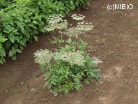 http://mpdb.nibiohn.go.jp/CONTENTS_ROOT/PLANT_PHOTO_DATA/PHOTO_FILE/thumbnail/635.jpg