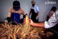 http://mpdb.nibiohn.go.jp/CONTENTS_ROOT/PLANT_PHOTO_DATA/PHOTO_FILE/thumbnail/664.jpg