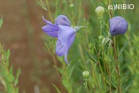 http://mpdb.nibiohn.go.jp/CONTENTS_ROOT/PLANT_PHOTO_DATA/PHOTO_FILE/thumbnail/216.jpg