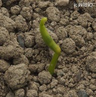 http://mpdb.nibiohn.go.jp/CONTENTS_ROOT/PLANT_PHOTO_DATA/PHOTO_FILE/thumbnail/682.jpg