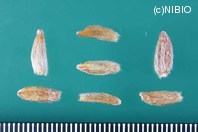 http://mpdb.nibiohn.go.jp/CONTENTS_ROOT/PLANT_PHOTO_DATA/PHOTO_FILE/thumbnail/703.jpg
